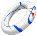 Curves in a torus