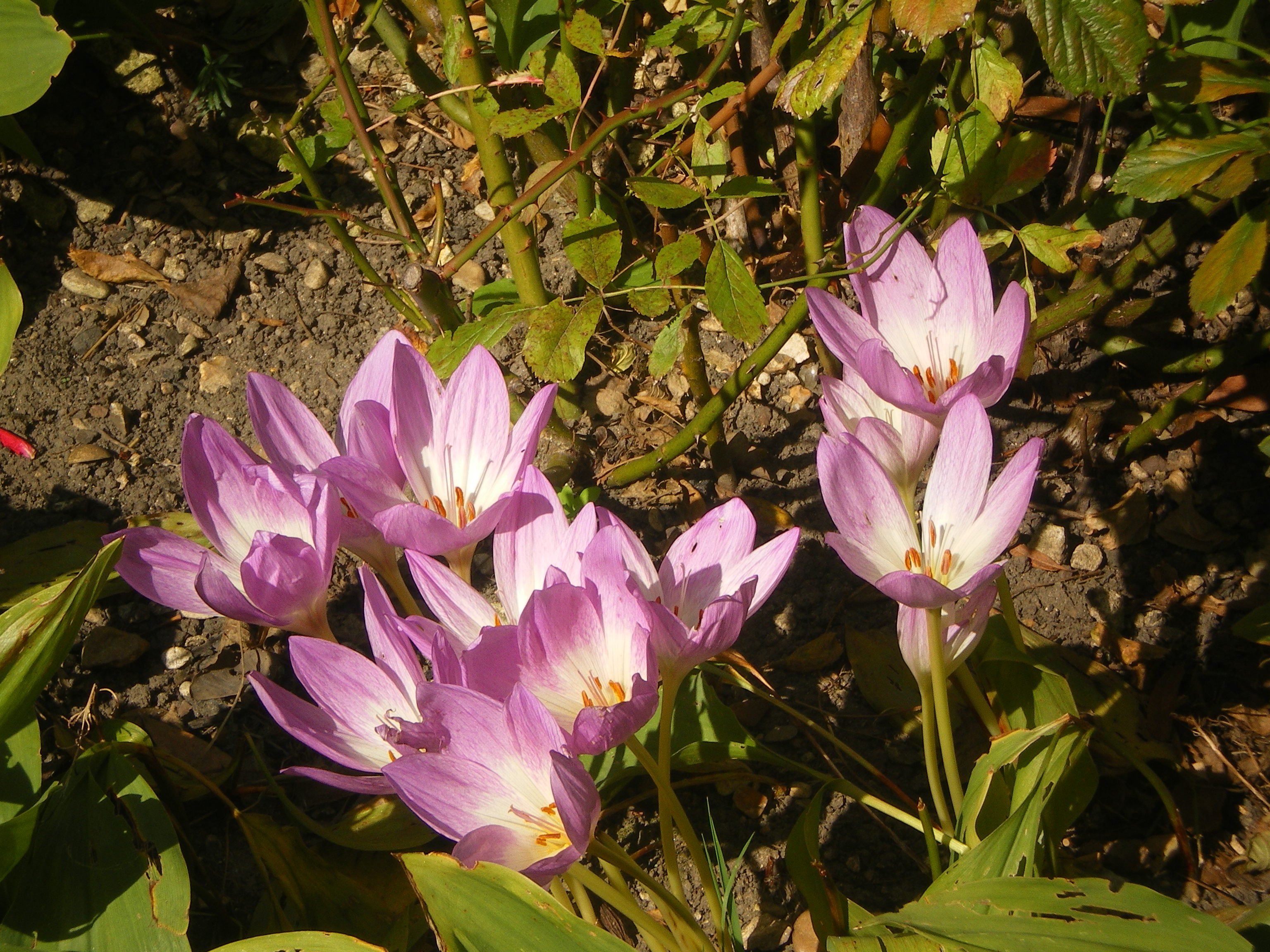 image d'automne